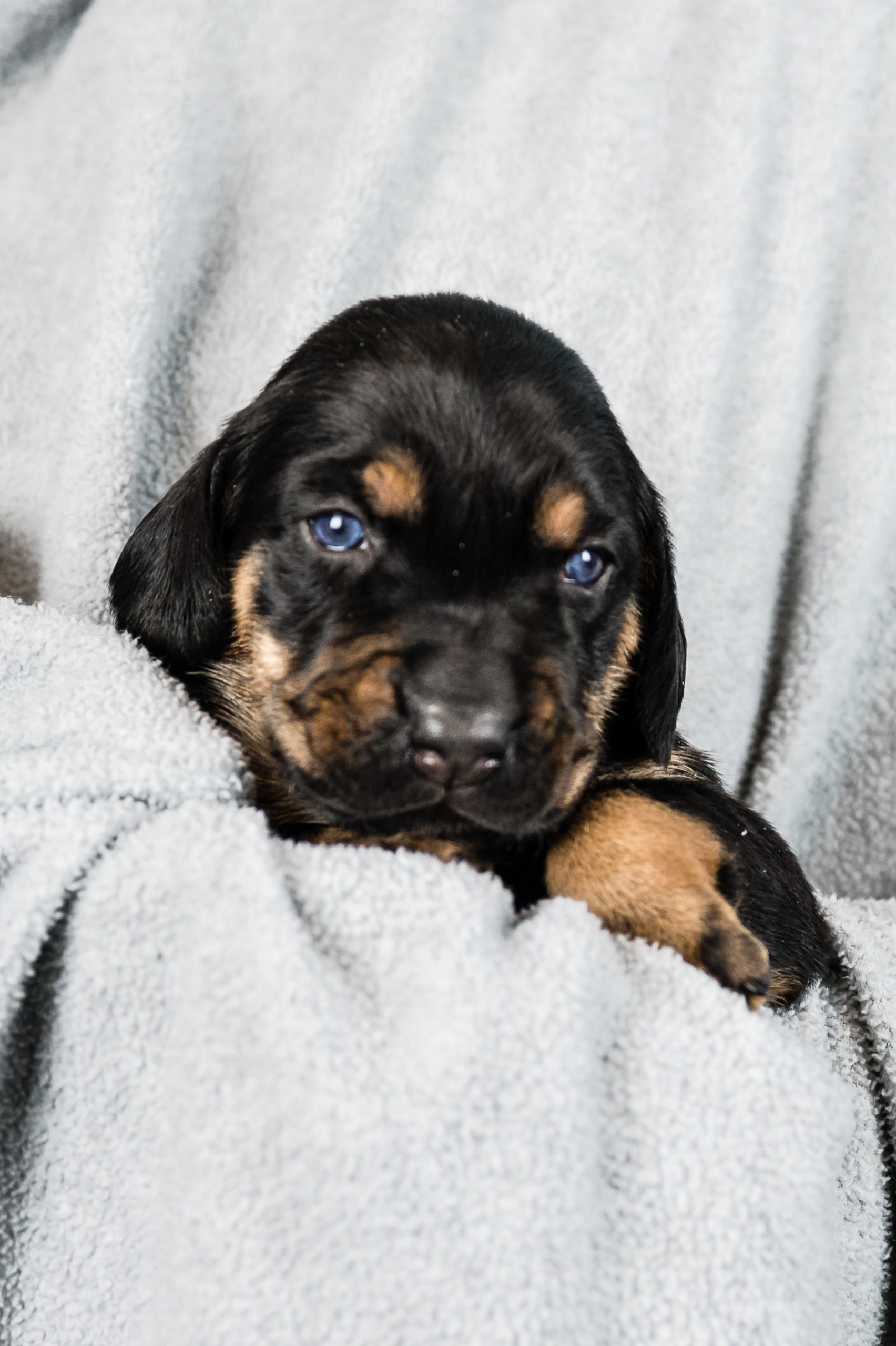 Sponsored Pups – January 2024 – Safe Hands Rescue