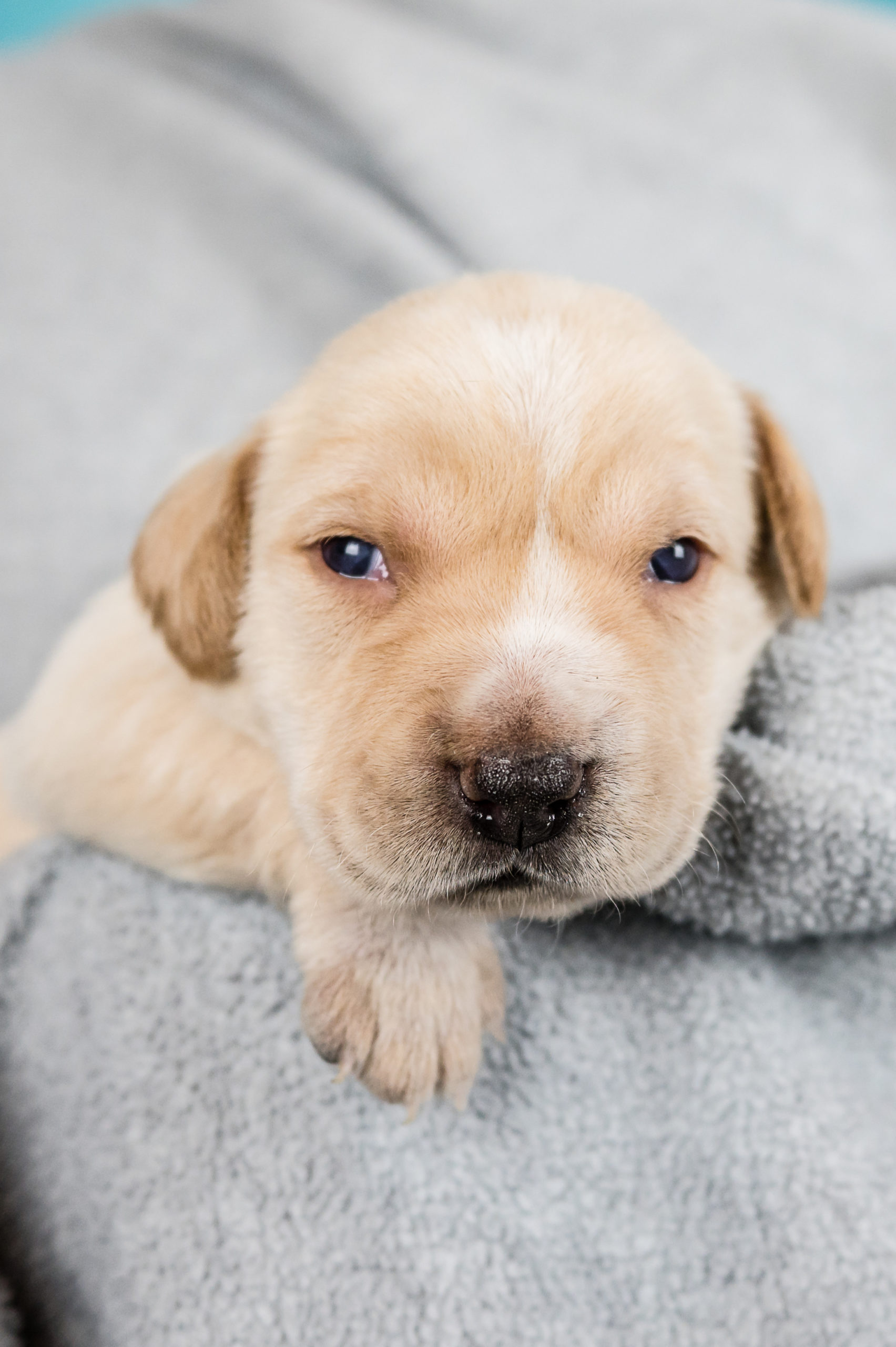 Sponsored Pups – January 2024 – Safe Hands Rescue