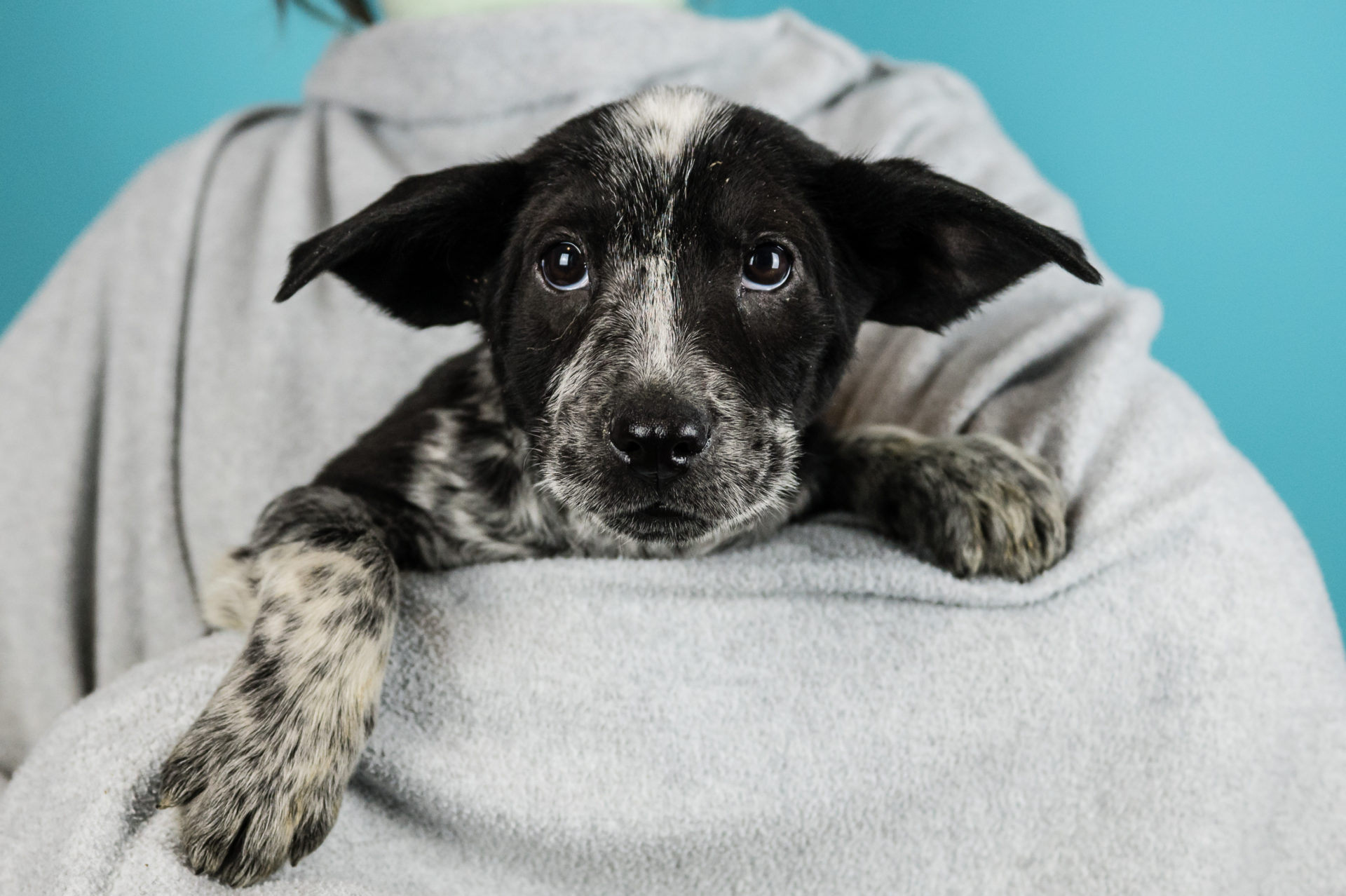 Sponsored Pups – January 2024 – Safe Hands Rescue