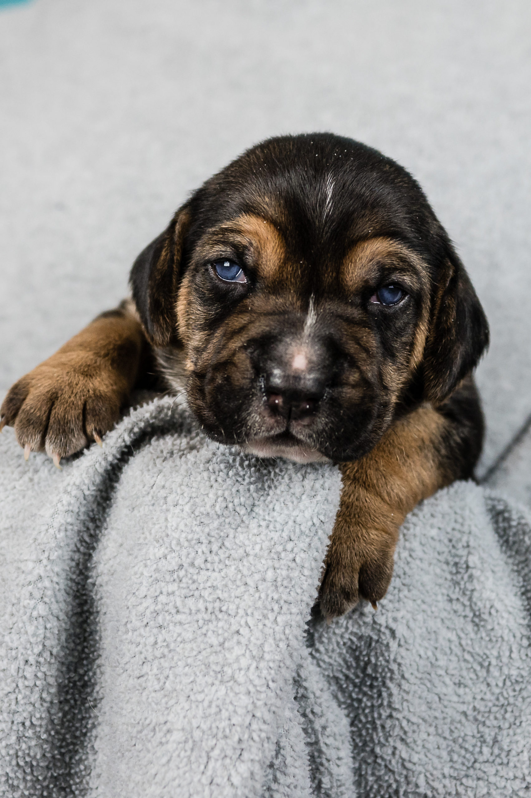 Sponsored Pups – January 2024 – Safe Hands Rescue