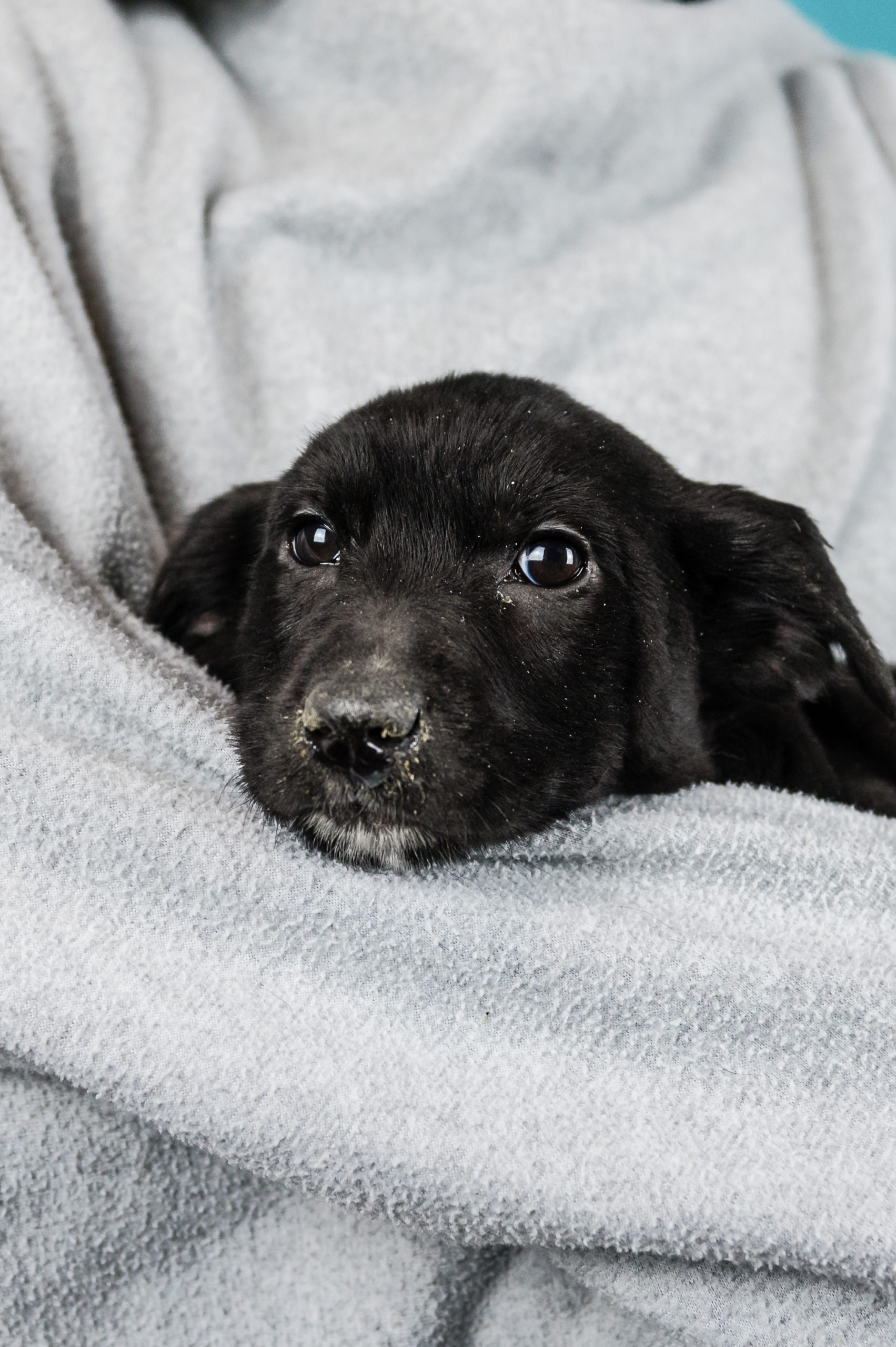 Sponsored Pups – January 2024 – Safe Hands Rescue