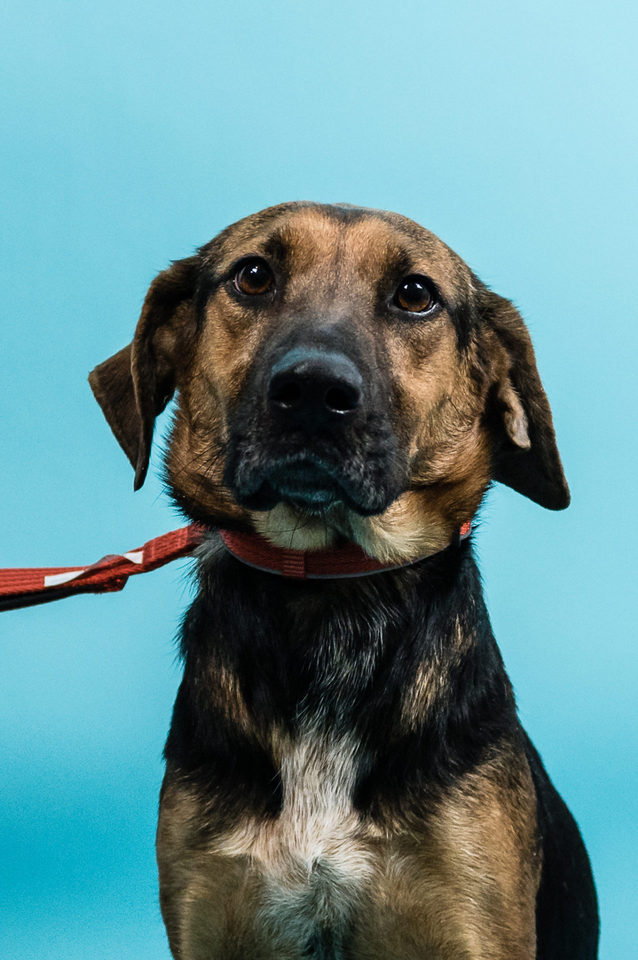 Sponsored Pups – January 2024 – Safe Hands Rescue