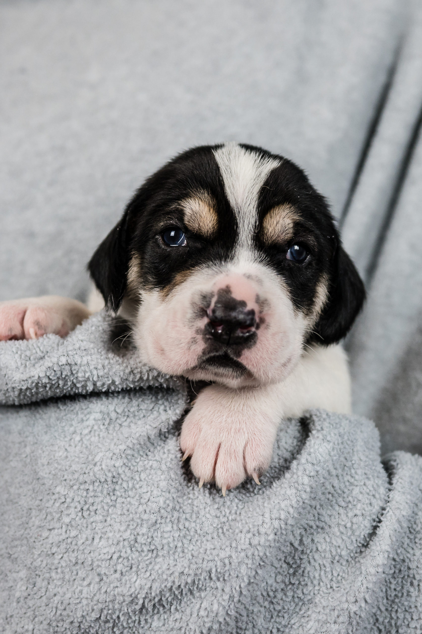 Sponsored Pups – January 2024 – Safe Hands Rescue