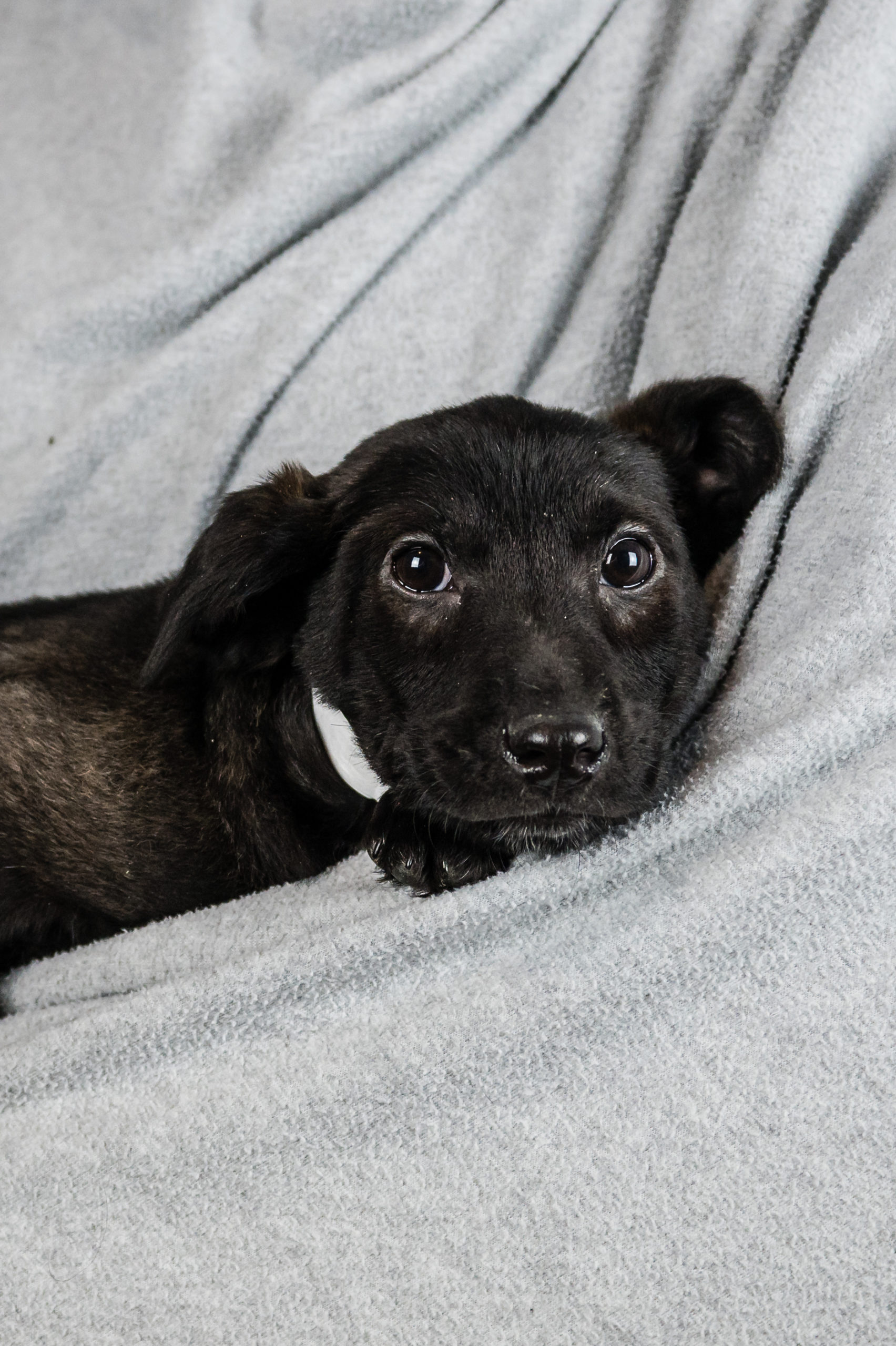 Sponsored Pups – January 2024 – Safe Hands Rescue