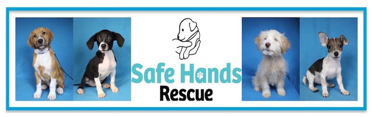 Safe Hands Meet & Greet – CANCELED FOR NOW!!!