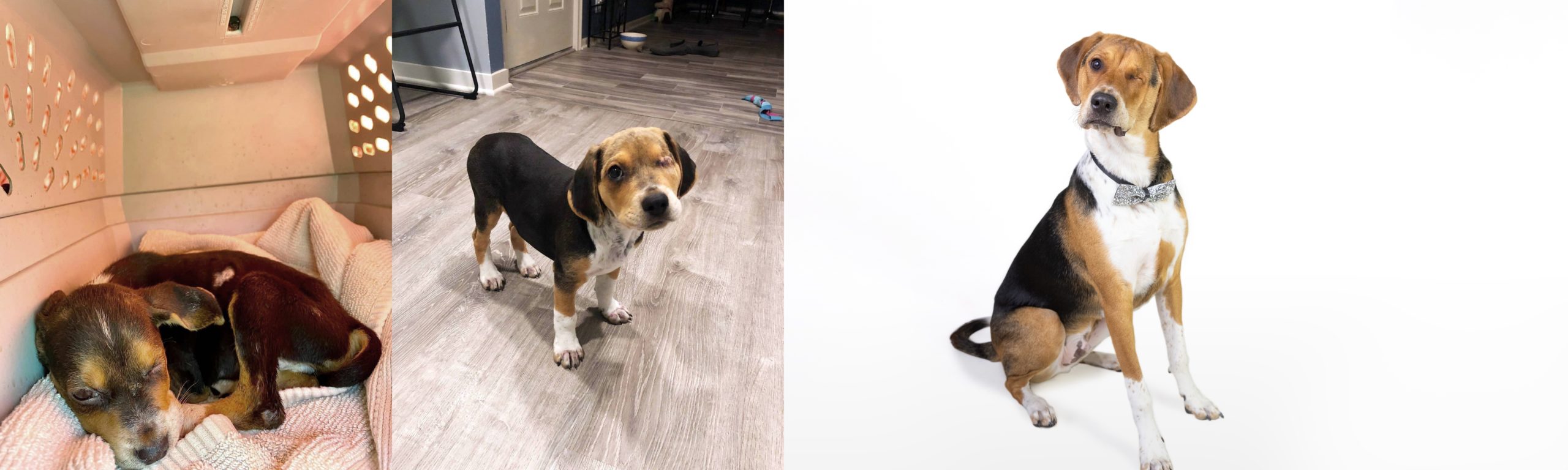 Alfie before and after 3-tile