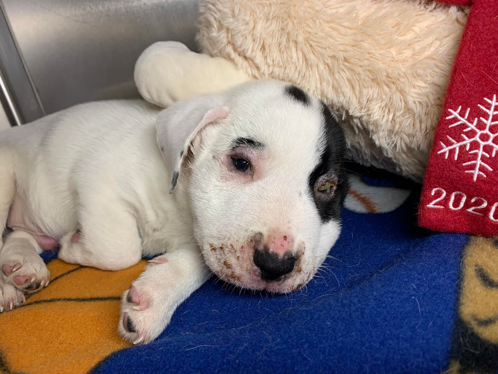 Gus’ Story – Safe Hands Rescue