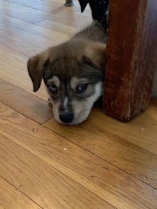 Farris & Flora	Sponsored by Joe Ardolino