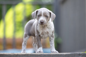 Imogene, Isley, Ione, Indie, Isaac, Imani, Iliana, Iva, Isla, Jordie, Joy, Juby, Juliet, Jillian, Juniper, Jefferson, Jamie, Jensen, Joshua & Jonas	Sponsored by 	Matt Le Duc
