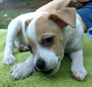 Percy, Peanut, Pippin, & Patsy	Sponsored by 	Sharon Pudwill	"With love, for Layla & Penny"