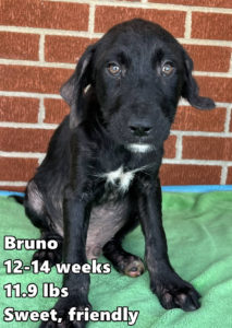 unnamed (12-Bruno)