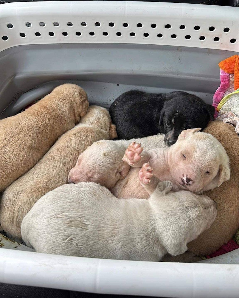 seven sleeping puppies in a container after being rescued from the road