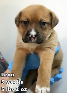1-Leon