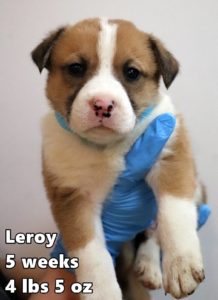1-Leroy