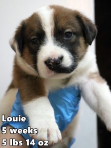 1-Louie