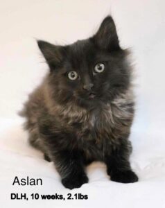 Aslan 4-5-25