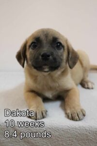 Dakota