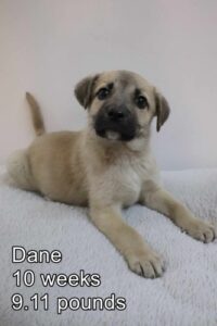 Dane