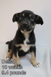 Delilah