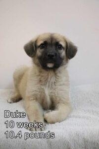 Duke