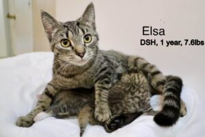 Elsa 4-5-25