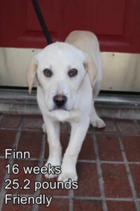 Finn