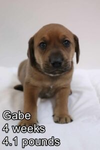 Gabe