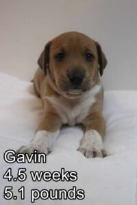 Gavin