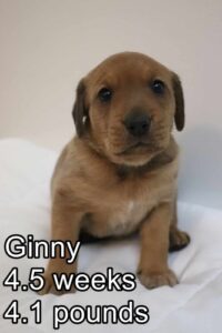 Ginny