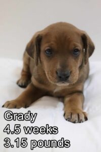 Grady
