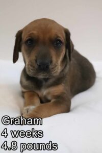 Graham
