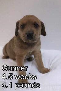 Gunner