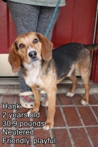 Hank