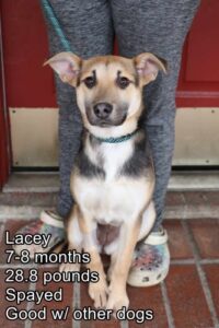 Lacey