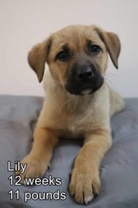 Lily
