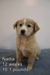 Nadia