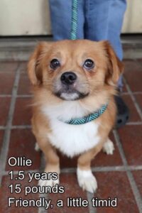 Ollie