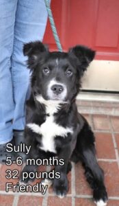 Sully