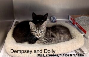 Dempsey Dolly 5-31-25