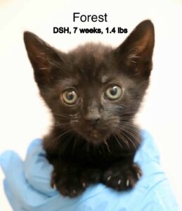 Forest 5-31-25