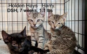 Holden Hays Harry 5-31-25