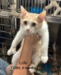 Loki 11-29-25
