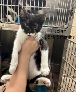 Lucian 11-29-25