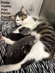 Portia and Kits 11-29-25