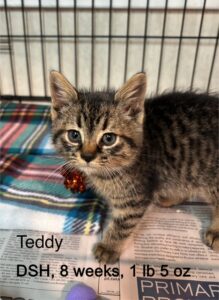 Teddy 11-29-25